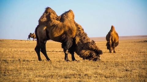 huesos de camellos gigantes en mongolia indican que los primeros humanos los cazaban hace 27.000 años
