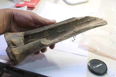 huesos camellos gigantes encontrados indican primeros humanos cazaban hace 27000 anos