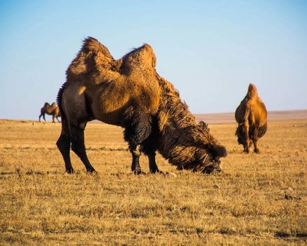 huesos camellos gigantes encontrados indican primeros humanos cazaban hace 27000 anos