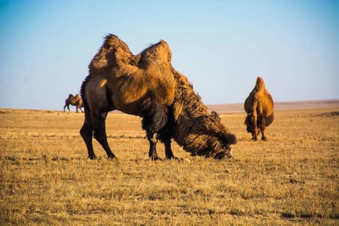 huesos camellos gigantes encontrados indican primeros humanos cazaban hace 27000 anos