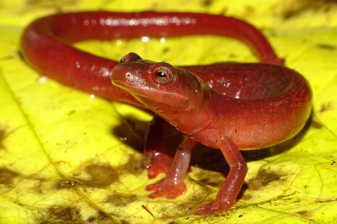 bolitoglossa cathyledecae