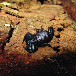 euscorpius latinus