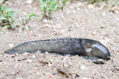 giant keelback slug