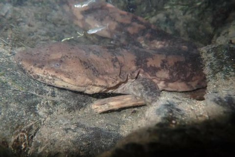jiangxi giant salamander