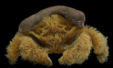 lamarckdromia beagle