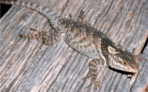 sceloporus huichol