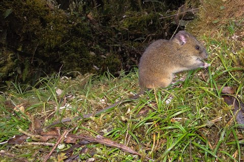 thomasomys burneoi