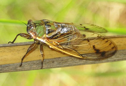 cigarra australia