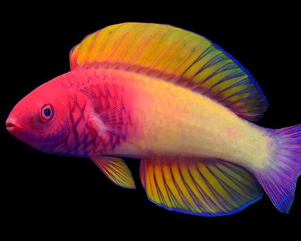 nuevas especies animales descubiertas en 2022