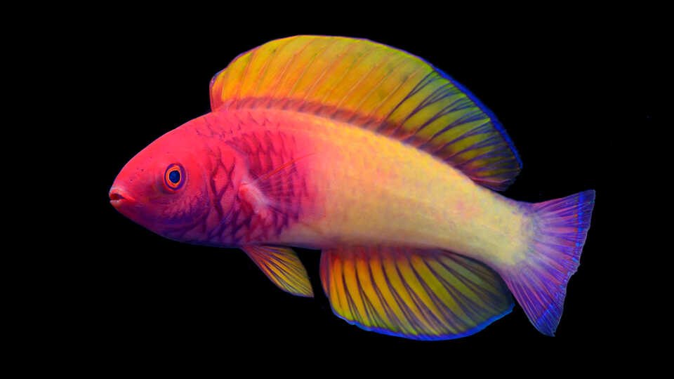 nuevas especies animales descubiertas en 2022