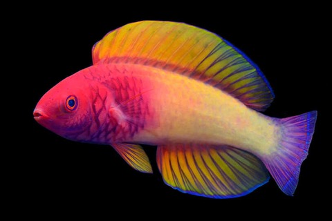 nuevas especies animales descubiertas en 2022