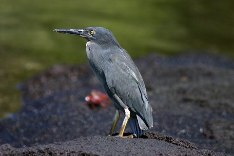 garza lava galapagos