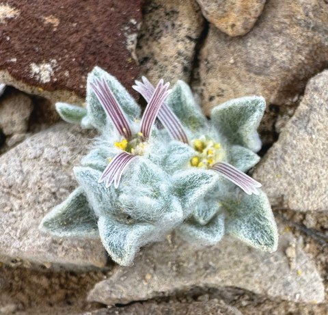 ovicula biradiata
