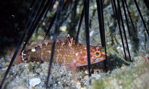 plectranthias perca