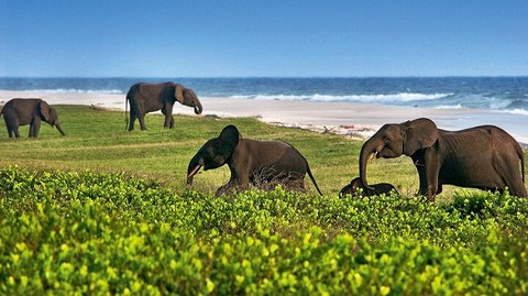 loangos wild forested beach