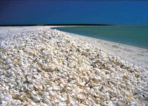 shell beach