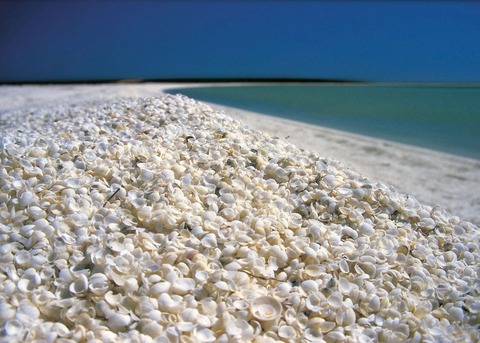 shell beach