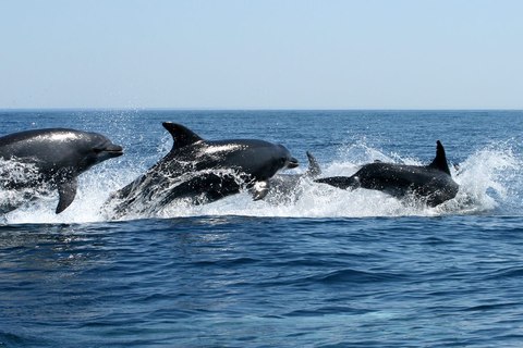 algarve avistamiento ballenas y delfines