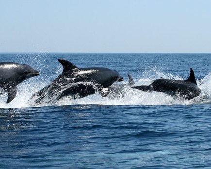 algarve avistamiento ballenas y delfines