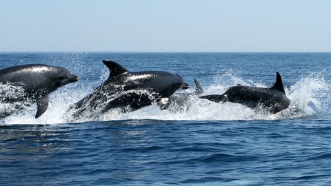 avistamiento de delfines y ballenas en el algarve