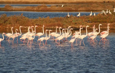 que ver algarve parque natural ria formosa