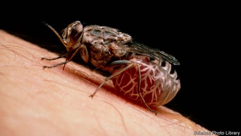 mosca tsetse