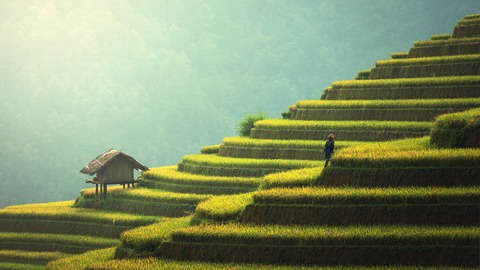 ¿ qué países consume más arroz?