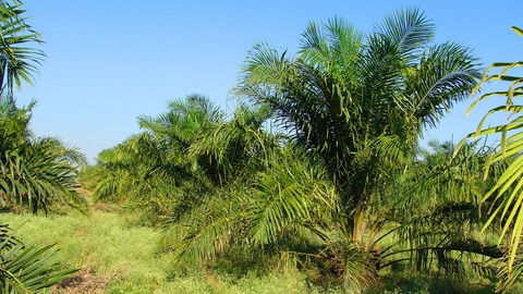 ¿ qué países producen más aceite de palma?