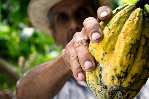 que paises producen mas cacao