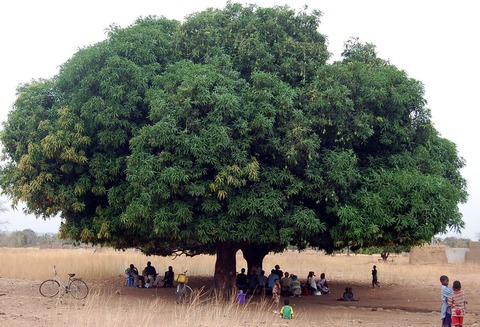arbol mango