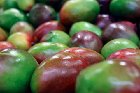 que paises producen mas mango