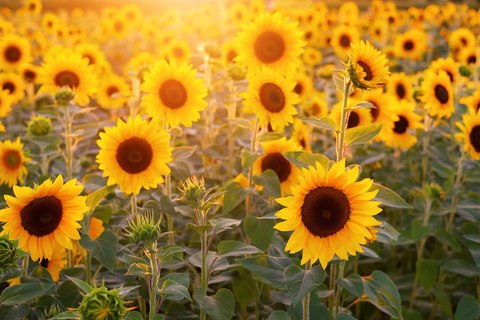 que paises producen semillas de girasol