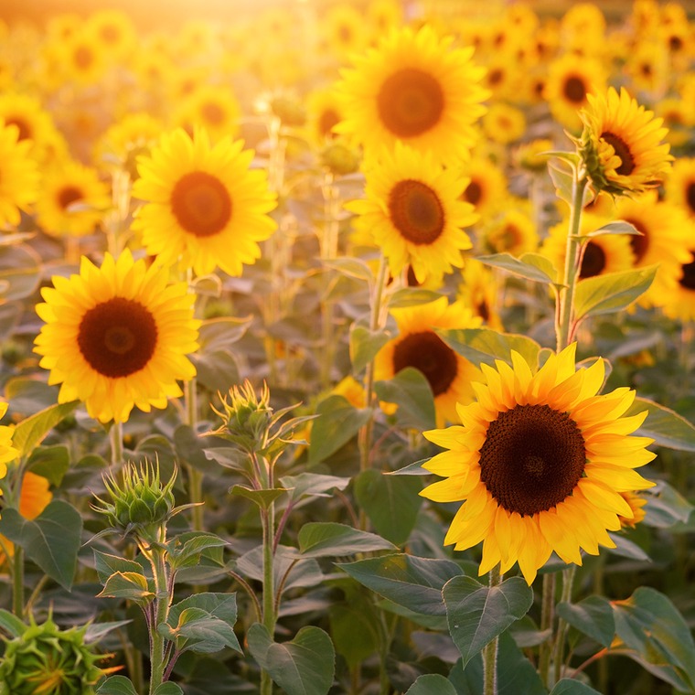que paises producen semillas de girasol
