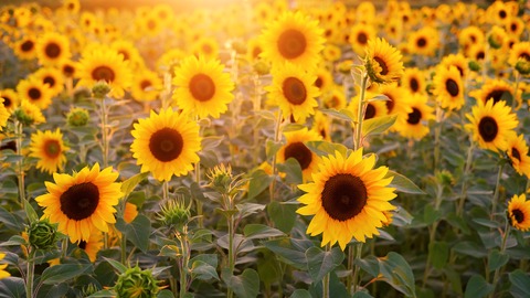 ¿ qué países son los mayores productores de semillas de girasol?