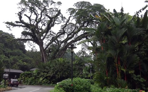 jardin botanico singapur