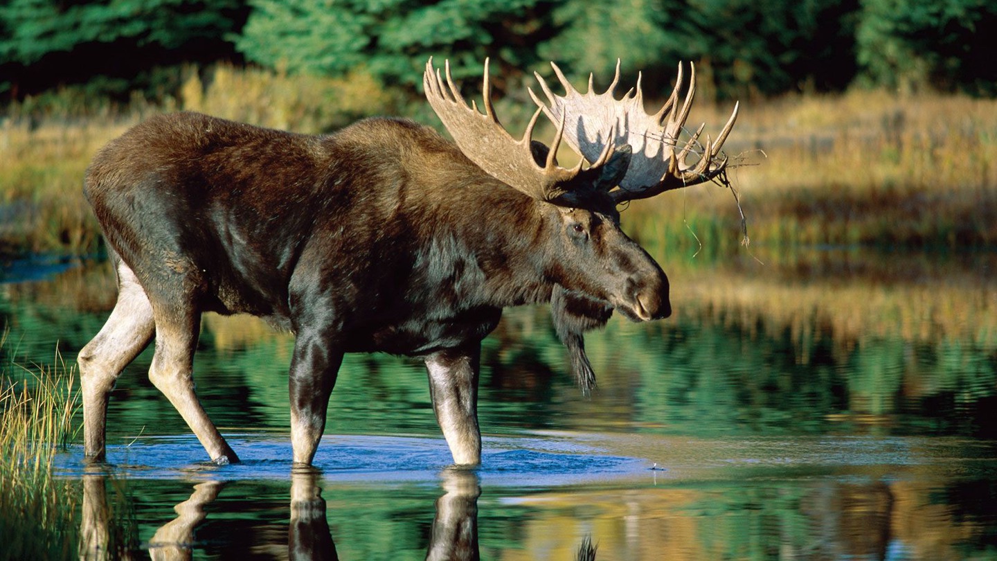 datos sobre los alces
