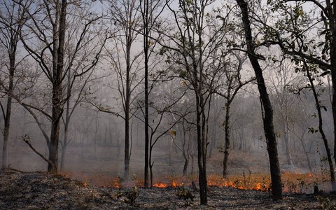 fuego chiang mai