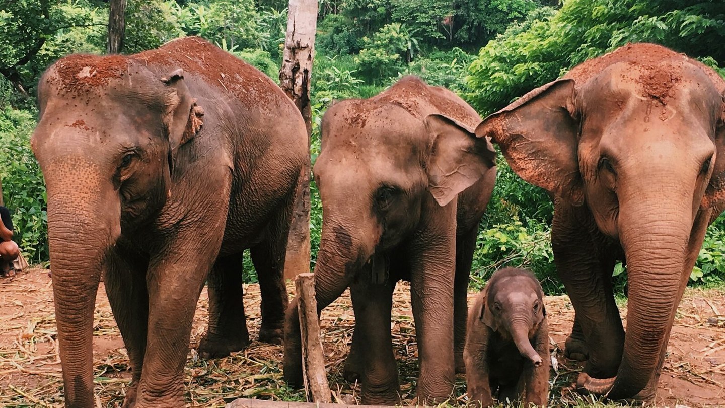santuarios elefantes chiang mai